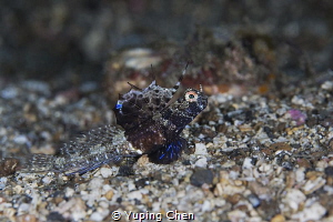 Rayed Shrimpgoby/Lembeh strait,Indonesia, Canon 5D MarkII... by Yuping Chen 